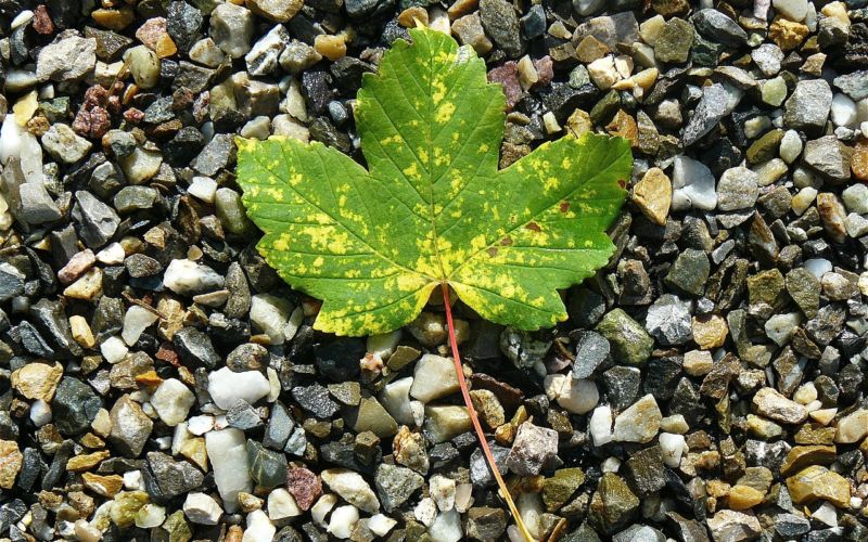 maple-leaf-422582_1280